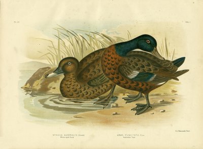Weißäugige Ente von Gracius Broinowski